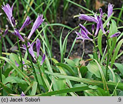 Hosta minor (funkia mniejsza)