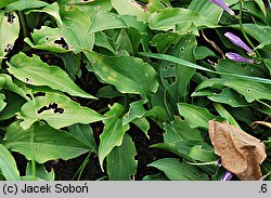 Hosta minor (funkia mniejsza)