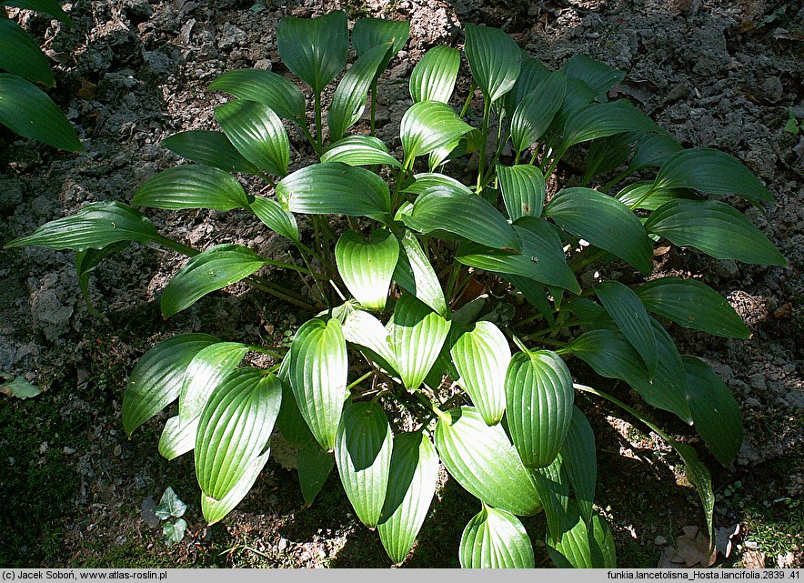Hosta ‘Lancifolia’ (funkia wąskolistna)