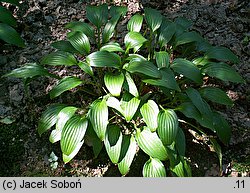 Hosta Lancifolia