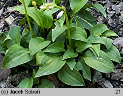 Hosta venusta (funkia piękna)