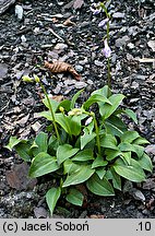 Hosta venusta (funkia piękna)