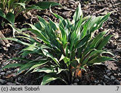 Hosta Tardiflora