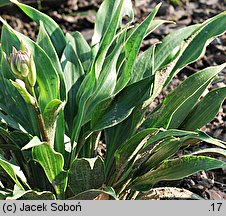 Hosta Tardiflora