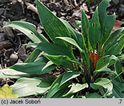 Hosta Tardiflora