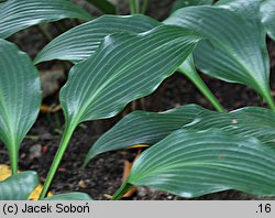 Hosta Tardiflora