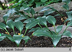 Hosta Tardiflora