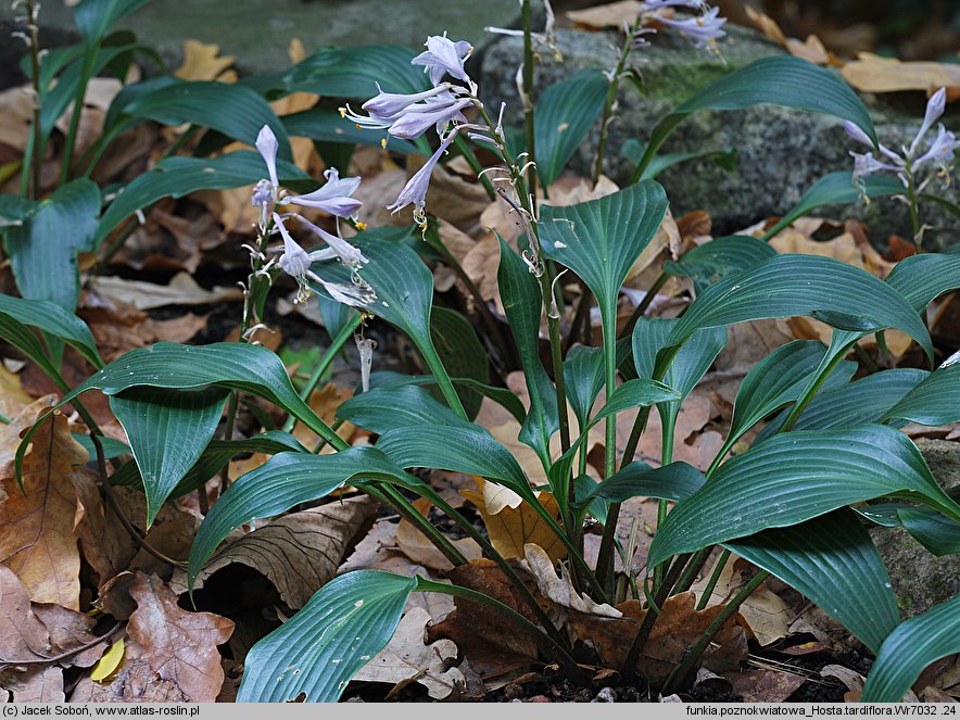 Hosta Tardiflora