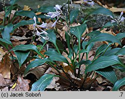 Hosta Tardiflora