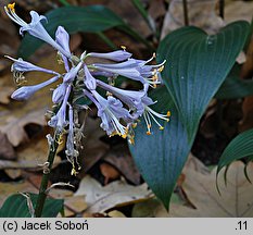 Hosta Tardiflora