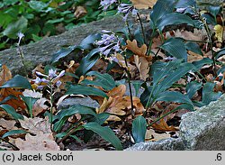 Hosta Tardiflora