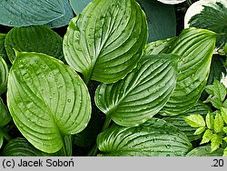 Hosta ventricosa (funkia rozdęta)