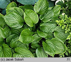 Hosta ventricosa (funkia rozdęta)