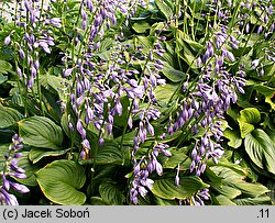 Hosta ventricosa (funkia rozdęta)