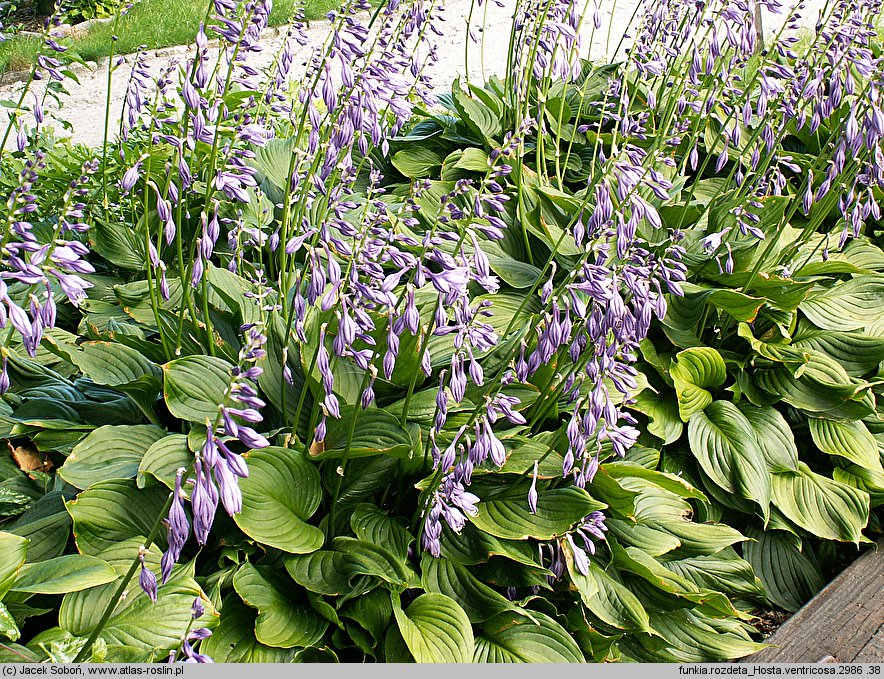 Hosta ventricosa (funkia rozdęta)