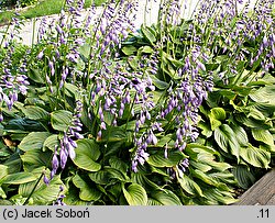 Hosta ventricosa (funkia rozdęta)