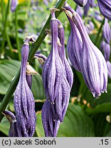 Hosta ventricosa (funkia rozdęta)