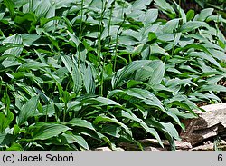 Hosta clausa var. stolonifera