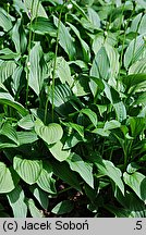 Hosta clausa var. stolonifera