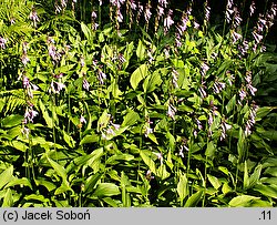 Hosta clausa var. stolonifera