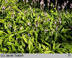 Hosta clausa var. stolonifera