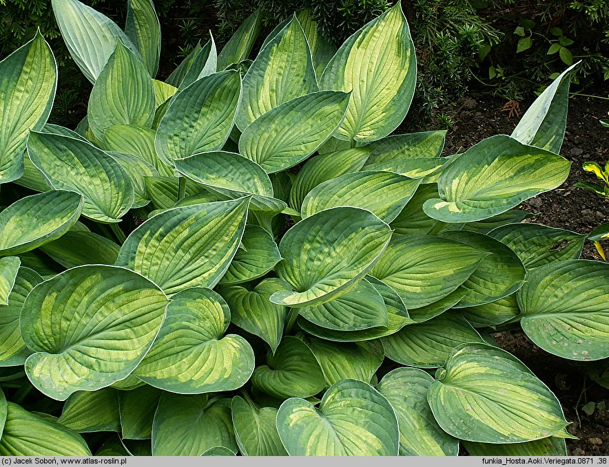 Hosta Aoki Variegata