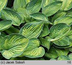 Hosta Aoki Variegata