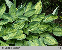 Hosta Aoki Variegata