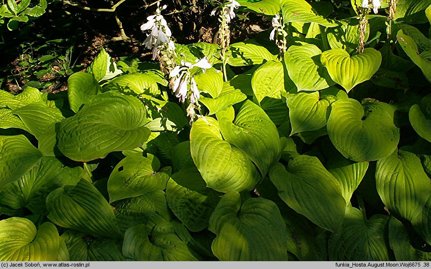 Hosta August Moon