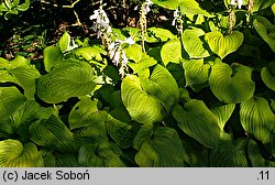 Hosta August Moon