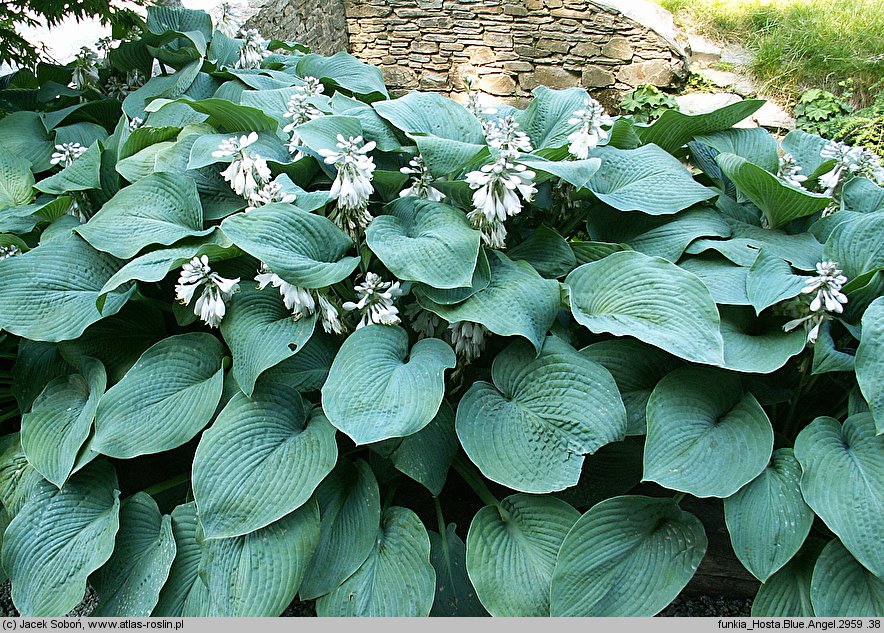 Hosta Blue Angel