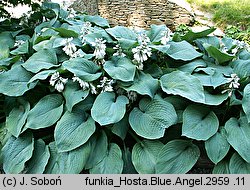 Hosta Blue Angel