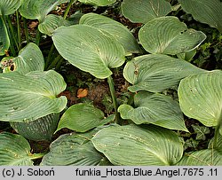 Hosta Blue Angel