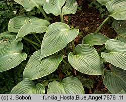 Hosta Blue Angel