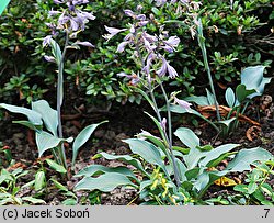 Hosta Blue Diamond