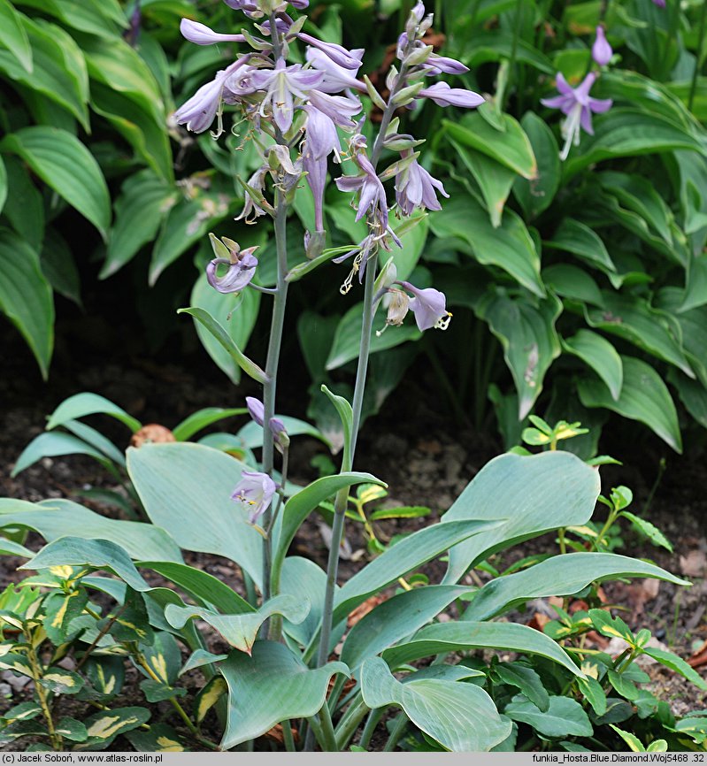 Hosta Blue Diamond