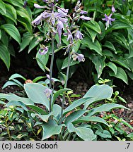 Hosta Blue Diamond