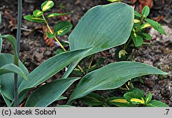 Hosta Blue Diamond