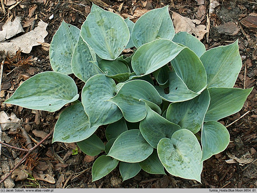 Hosta Blue Moon