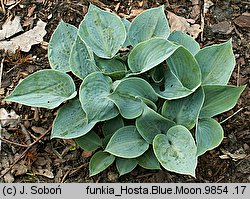 Hosta Blue Moon