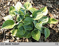 Hosta Blue Moon