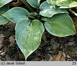 Hosta Blue Moon