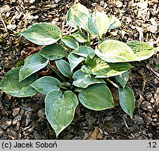 Hosta Blue Moon