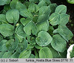 Hosta Blue Skies