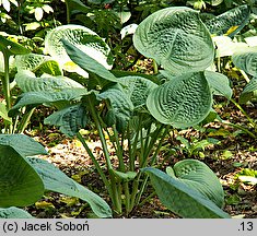 Hosta Blue Umbrellas