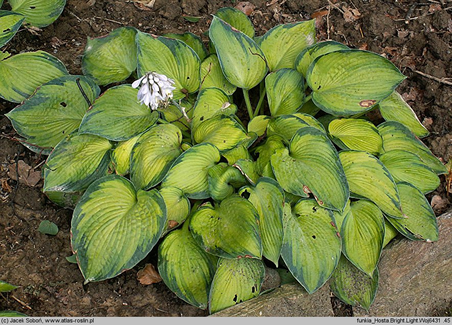 Hosta Bright Lights