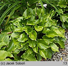 Hosta Bright Lights