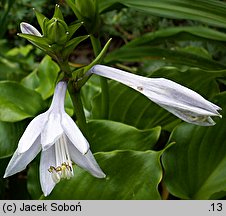 Hosta Bright Lights