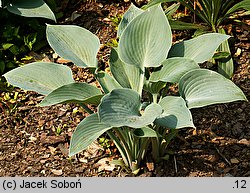 Hosta Canadian Blue