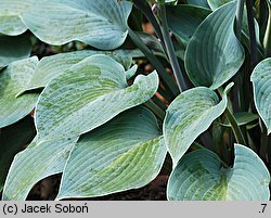 Hosta Canadian Blue